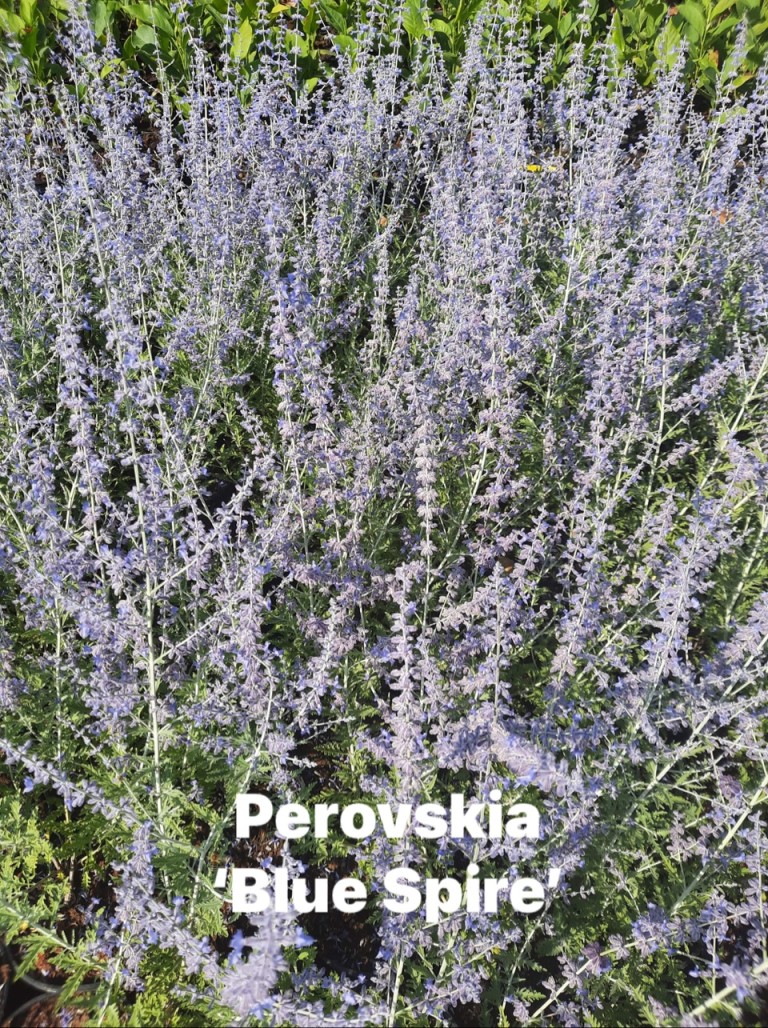 Perovskia atriplicifolia Blue Spire – Sudárzsálya