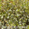 Eucalyptus gunnii - Havasi eukaliptusz