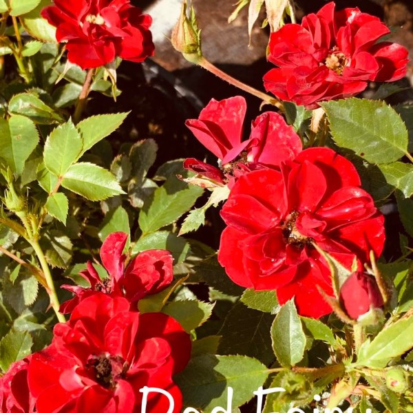 Rosa Red Fairy - Ágyásrózsa 