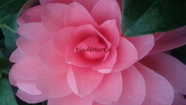 Camelia 'Water Lily'